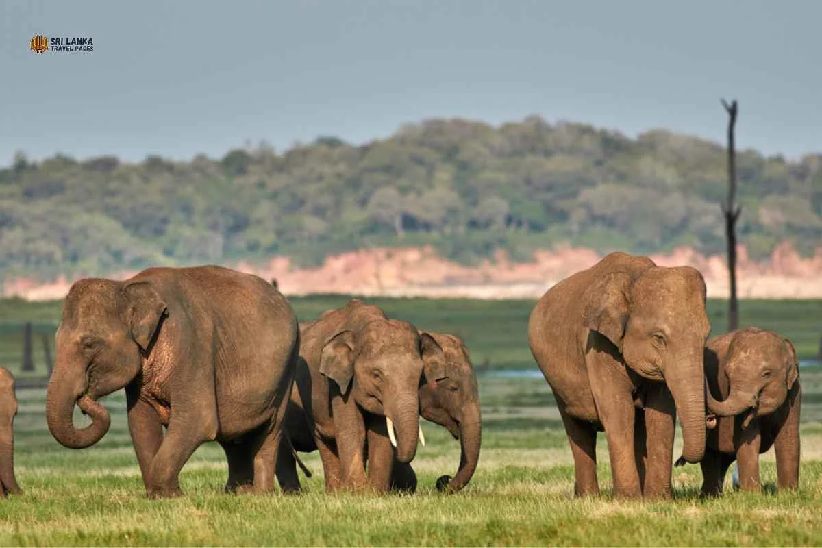 Kadulla-National-Park-Near-Habarana-